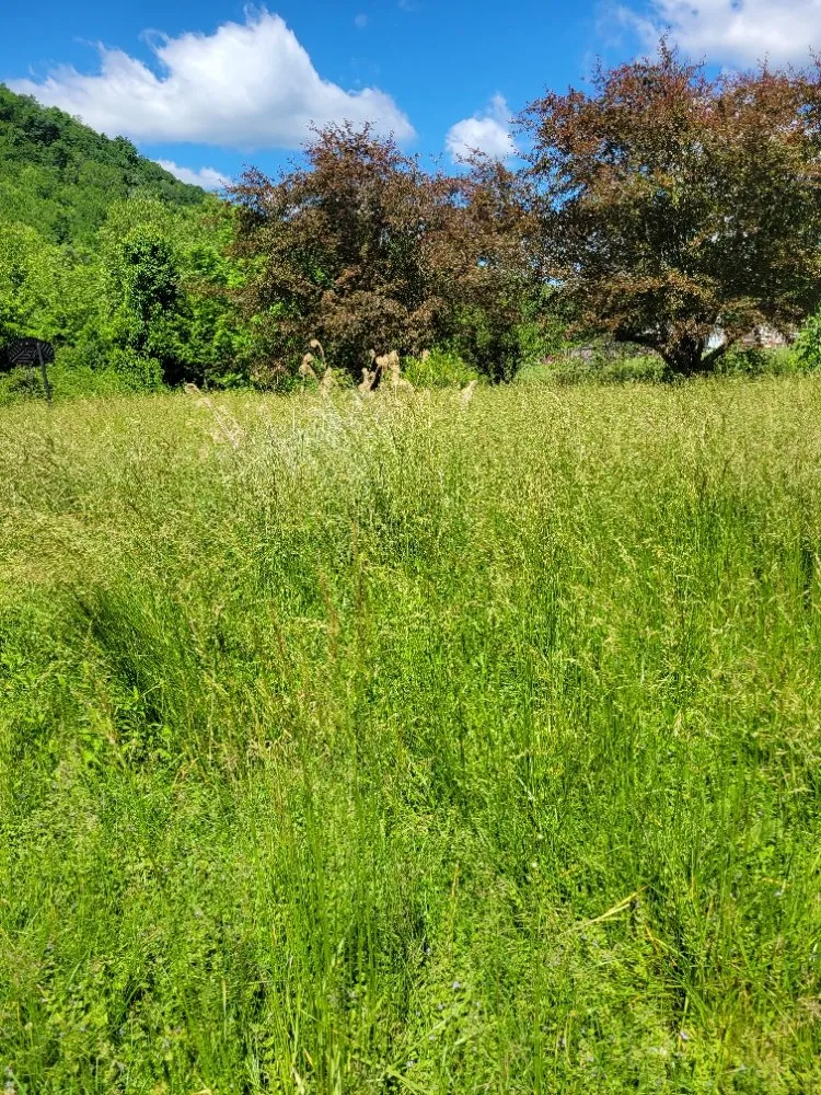 Expert landscape design for homes in Clay City, KY by Clean Cut Lawn Care Services