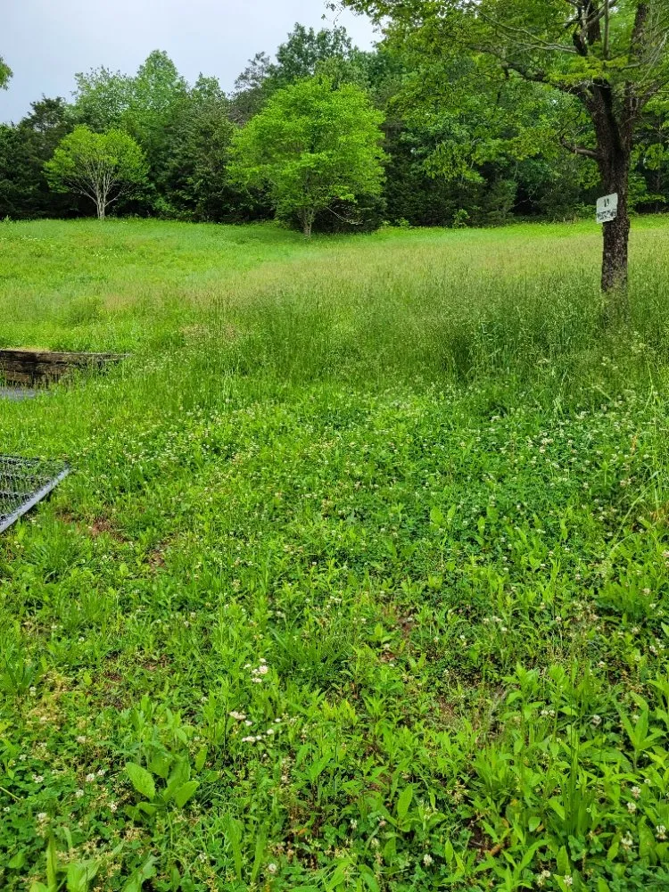 Professional yard cleanup service experts serving Clay City, KY - Clean Cut Lawn Care Services