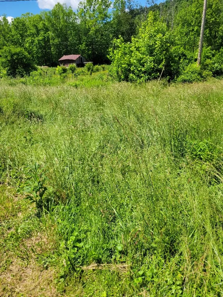 Custom yard cleanup service in Clay City, KY - Clean Cut Lawn Care Services