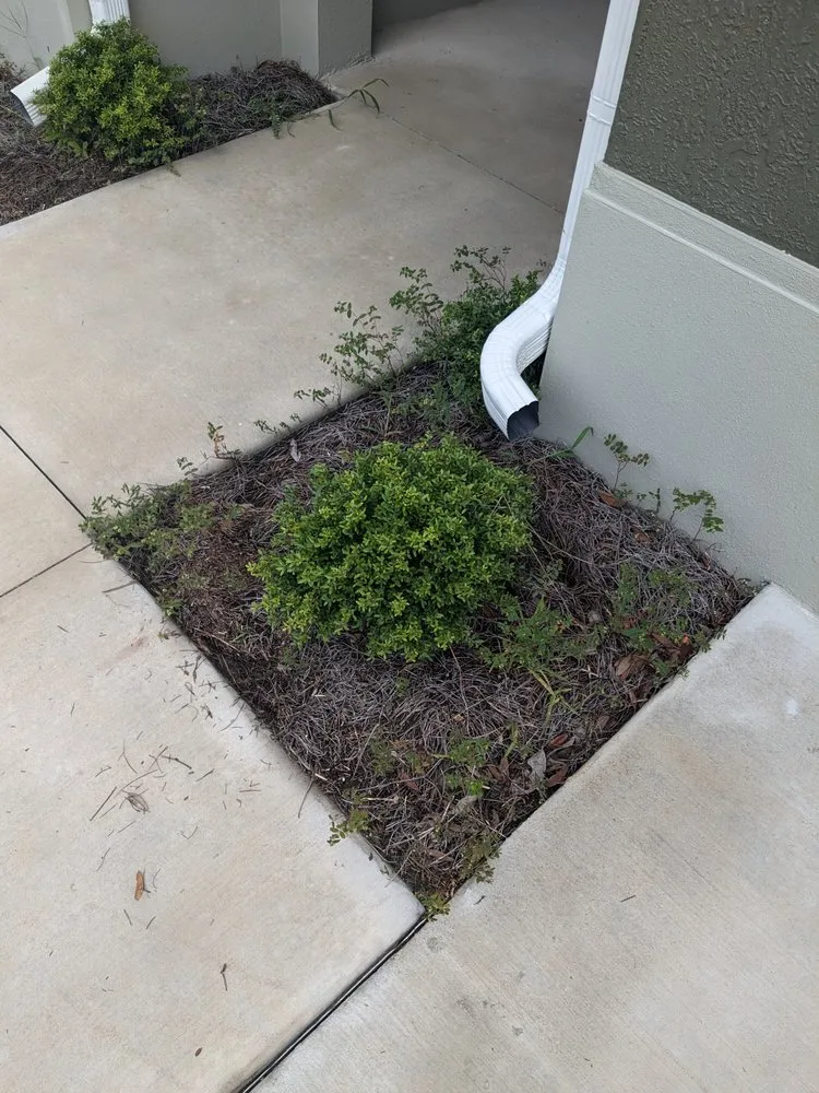 Top-rated yard cleanup service in Summerfield, FL - Clean Cut Lawn Service