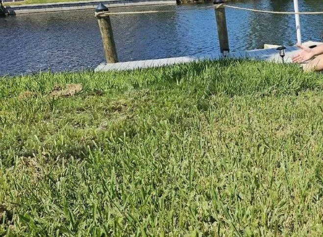 Professional lawn mowing service near you in Cape Coral, FL by Clean Cut Lawn Services