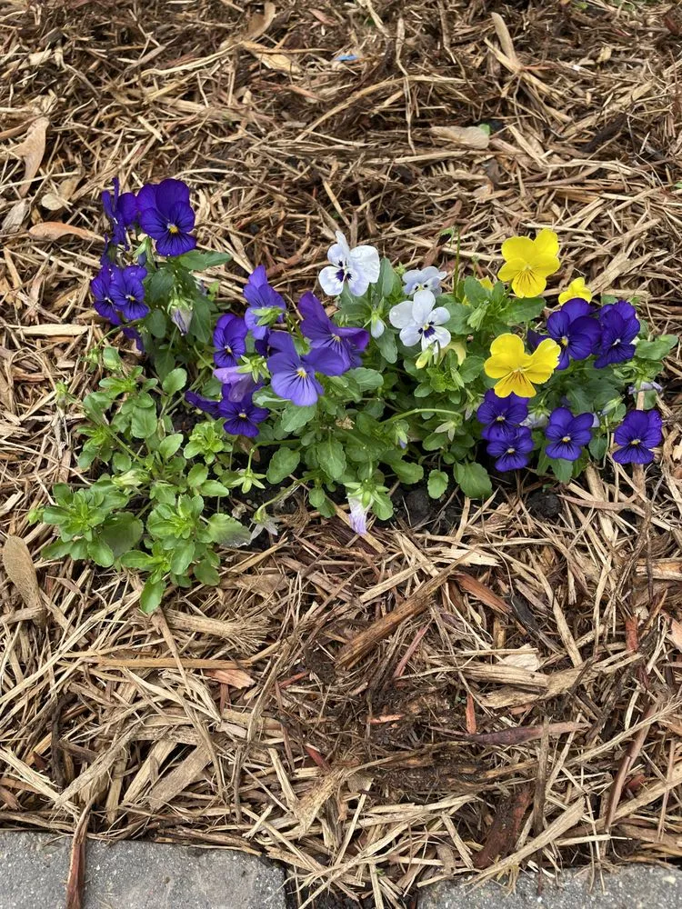 Professional garden landscaping in Kansas City, KS by Clean Cut Lawncare & Maintenance