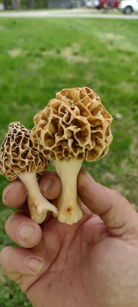 Local yard cleanup service in Kansas City, KS by Clean Cut Lawncare & Maintenance