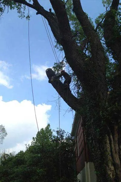 Trusted landscaping services for homes in Cincinnati, OH by Clean Cut Tree & Landscape