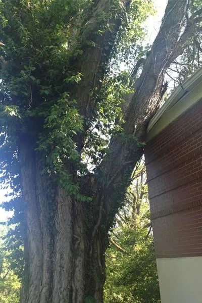 Affordable yard maintenance in Cincinnati, OH by Clean Cut Tree & Landscape