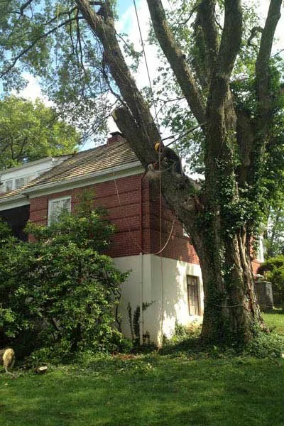 Professional landscaping services experts serving Cincinnati, OH - Clean Cut Tree & Landscape