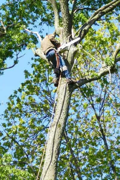 Custom landscape installation in Cincinnati, OH by Clean Cut Tree & Landscape
