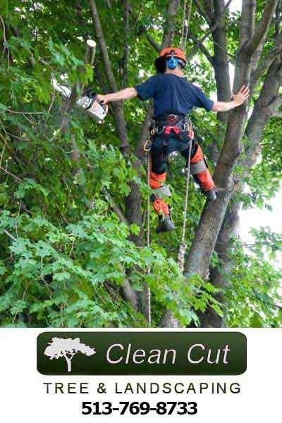 Top-rated yard maintenance for homes in Cincinnati, OH by Clean Cut Tree & Landscape