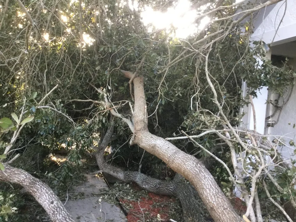 Professional lawn care service experts serving Melbourne, FL - Clean Cut Tree Service & Stump Grinding, Inc