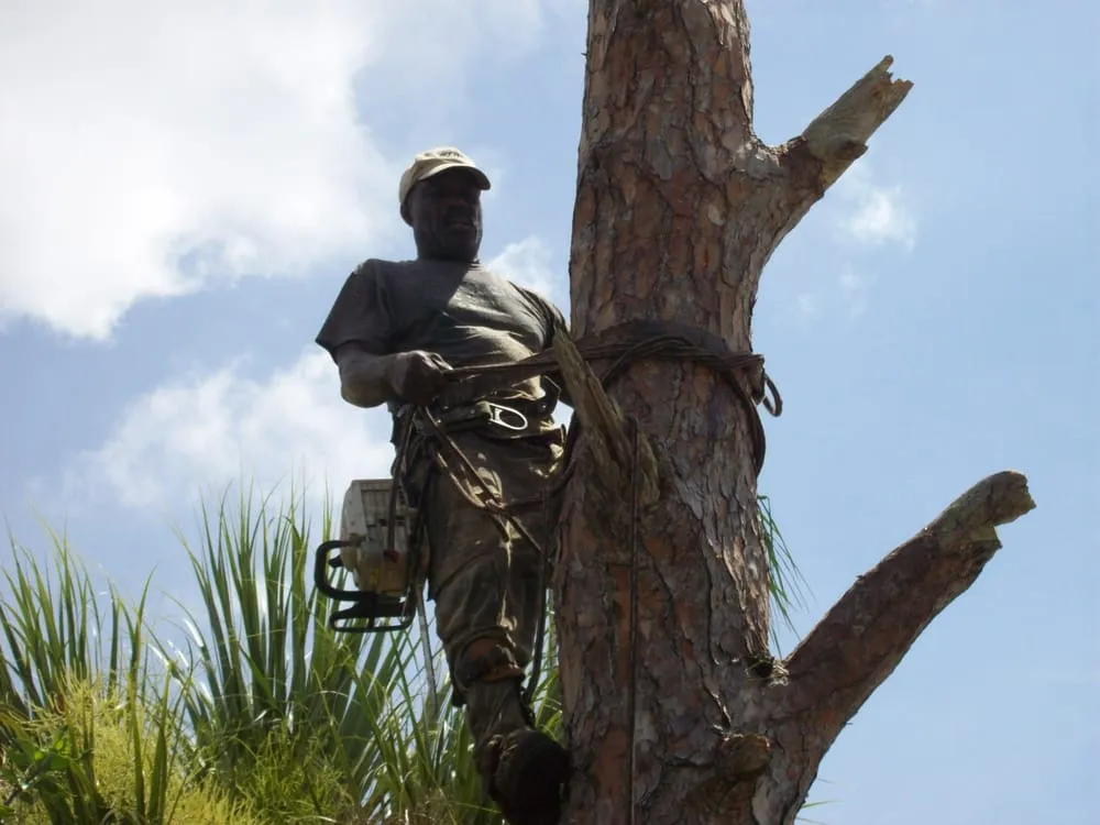 Trusted outdoor landscaping in Melbourne, FL by Clean Cut Tree Service & Stump Grinding, Inc