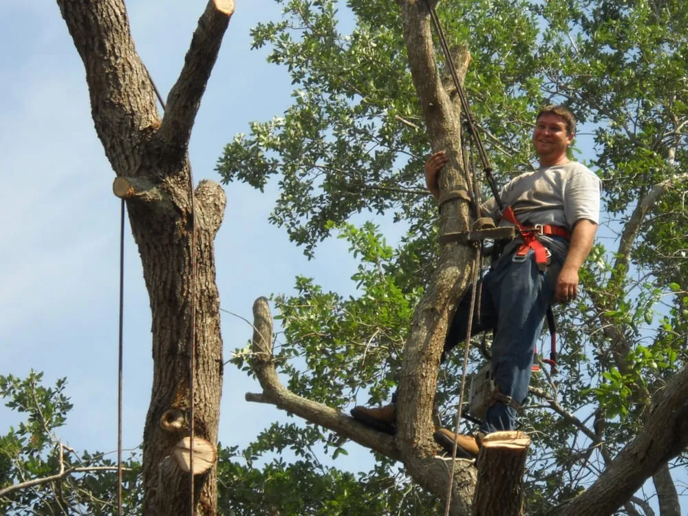 Affordable landscape design experts serving Melbourne, FL - Clean Cut Tree Service & Stump Grinding, Inc