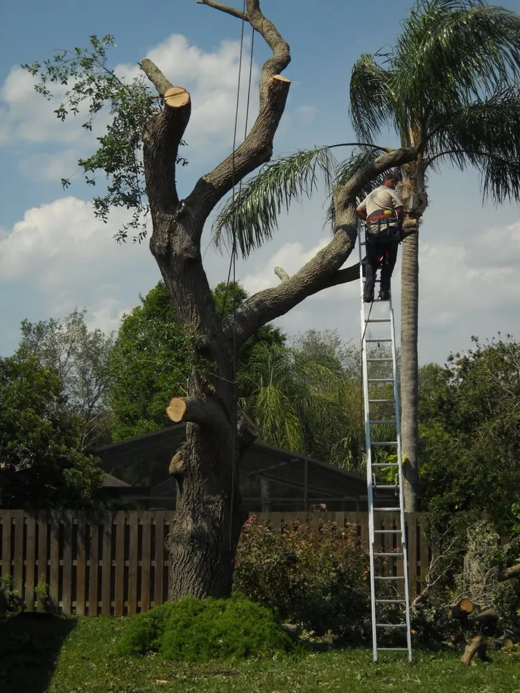 Professional outdoor landscaping in Melbourne, FL - Clean Cut Tree Service & Stump Grinding, Inc
