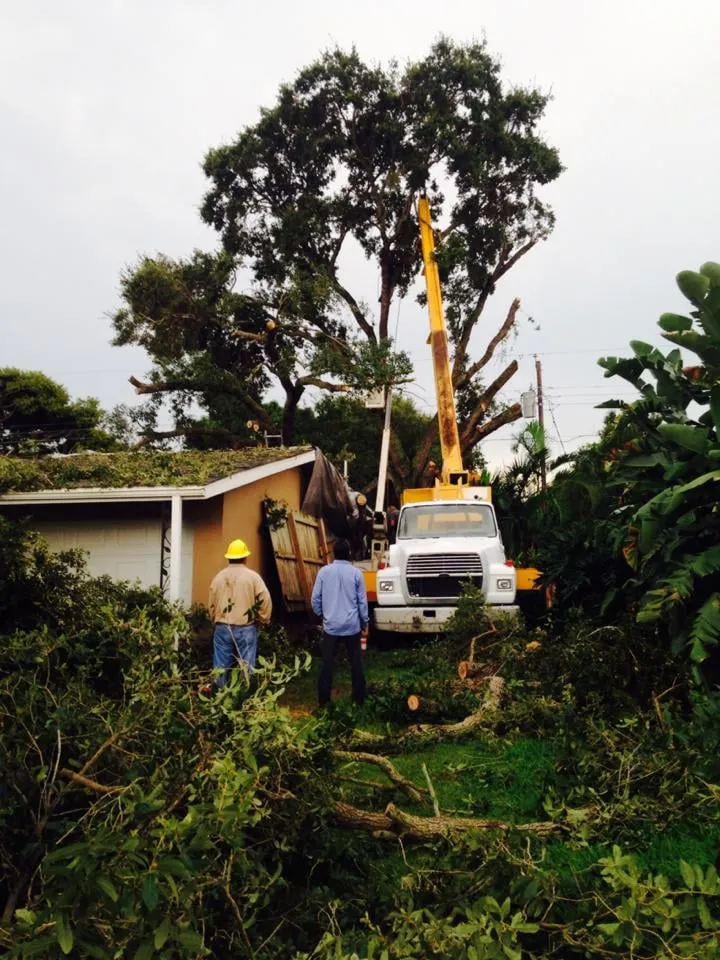 Top-rated landscaping services experts serving Melbourne, FL - Clean Cut Tree Service & Stump Grinding, Inc