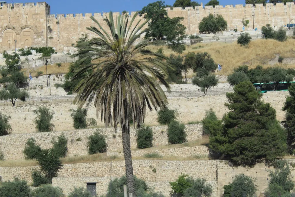 Expert yard maintenance in Melbourne, FL by Clean Cut Tree Service & Stump Grinding, Inc