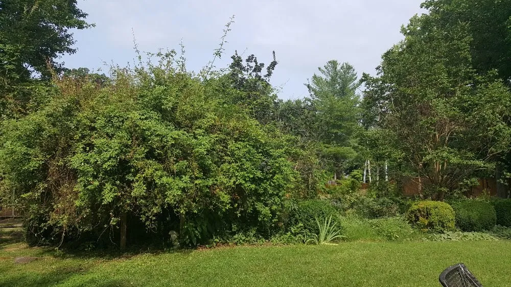 Reliable residential landscaping in Falls Church, VA by Clean Cut Yard Service