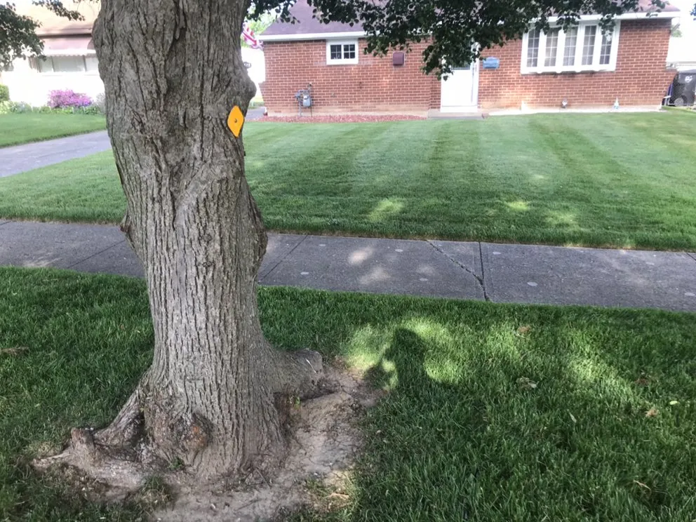 Local residential landscaping for residential properties across Parma, OH - Clean Cuts Lawn Care And Property Services