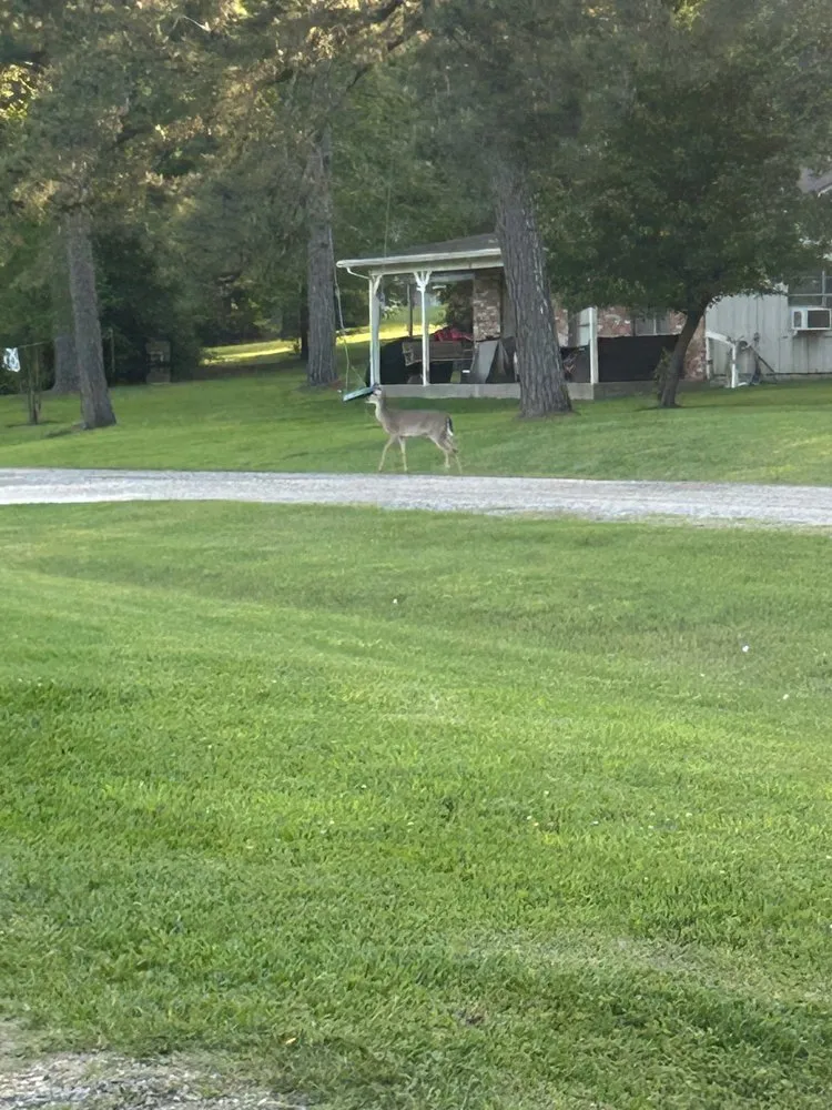 Local yard cleanup service for year-round maintenance across Bryan, TX - Clean Cuts Lawn Care