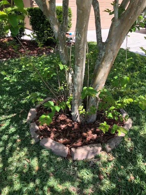 Expert landscaping services for beautiful yards across St. Augustine, FL - Clean Cuts of St Augustine