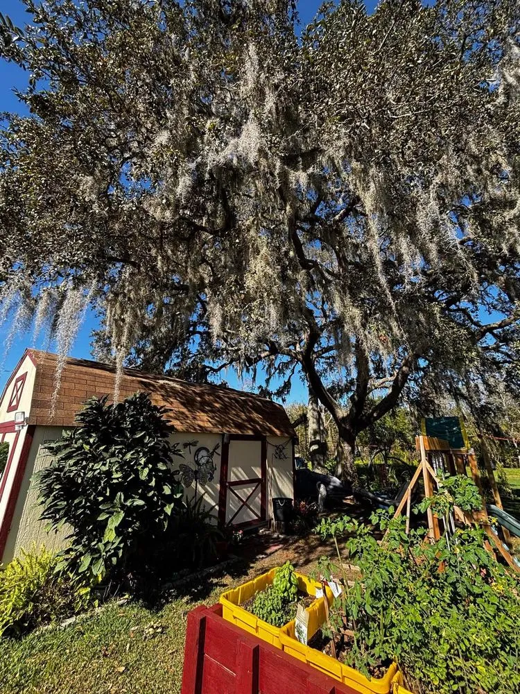 Local landscape design in Mulberry, FL - Clean Cuts Yard and Tree Services