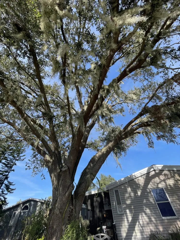 Affordable yard maintenance for residential properties across Mulberry, FL - Clean Cuts Yard and Tree Services