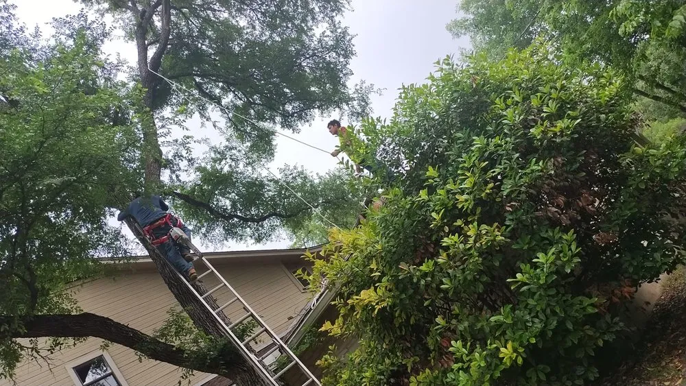 Professional lawn care service experts serving Austin, TX - Clean Freaks