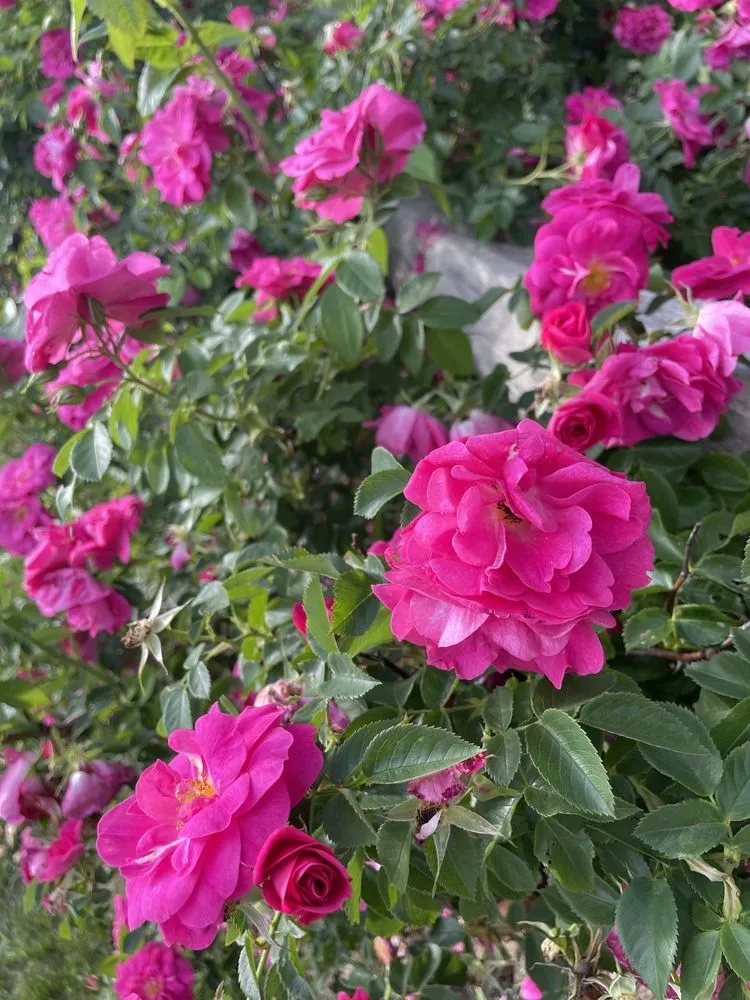 Affordable outdoor landscaping experts serving Intervale, NH - Clean
