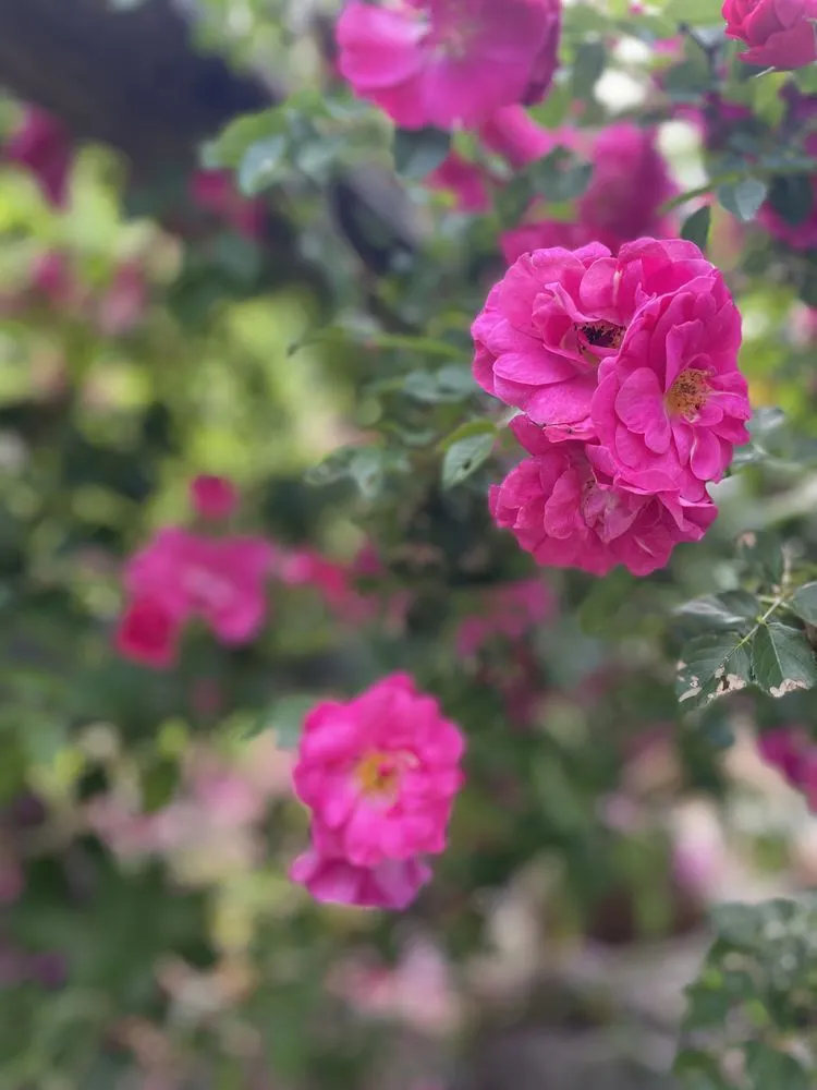 Professional landscaping services in Intervale, NH - Clean