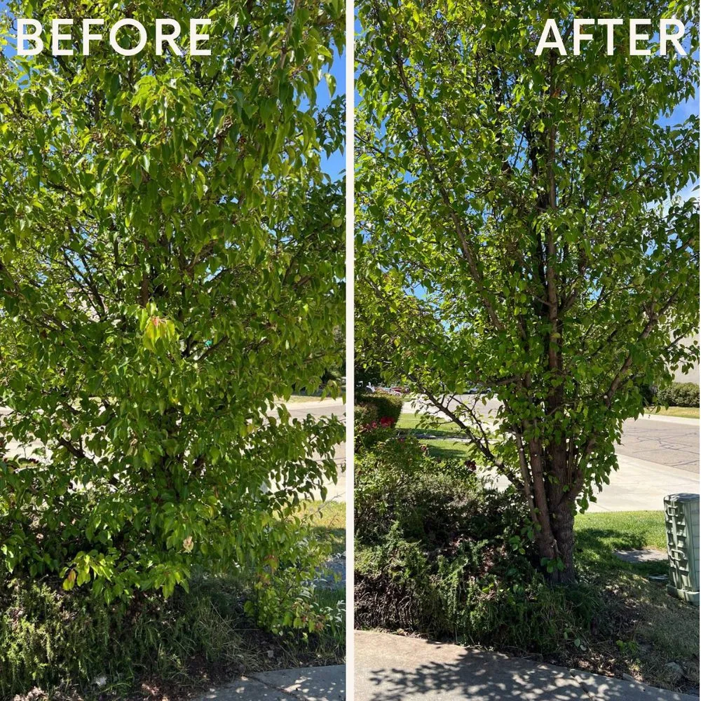 Expert landscape design in Sacramento, CA by Clean Kept Lawn Care