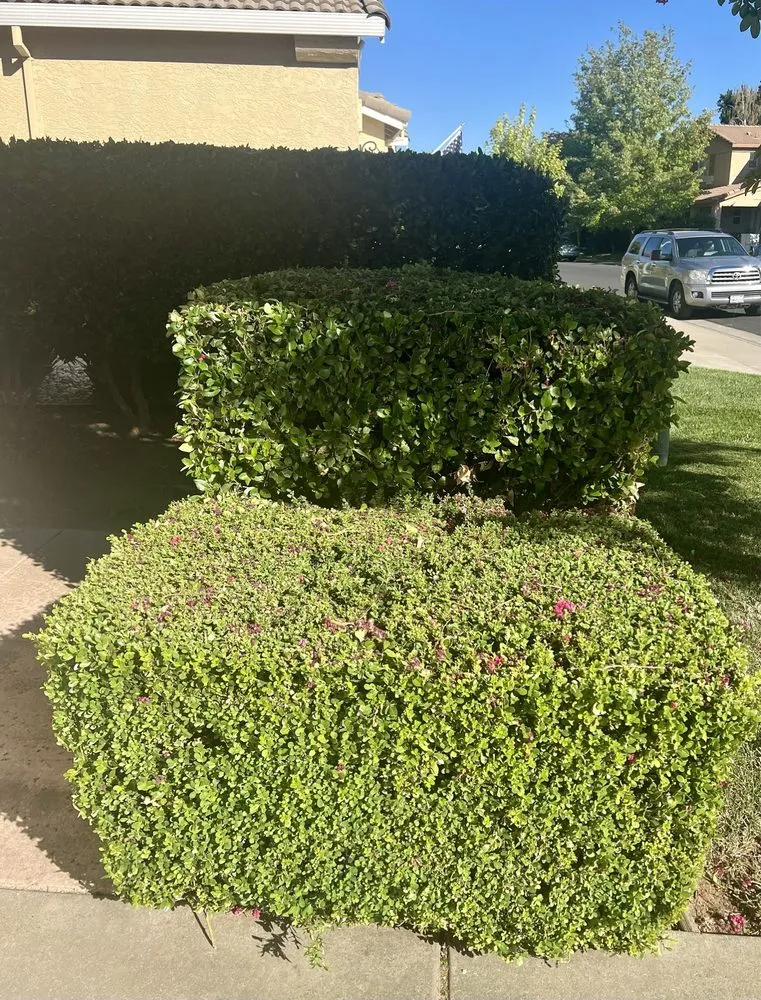 Professional landscape installation in Sacramento, CA by Clean Kept Lawn Care