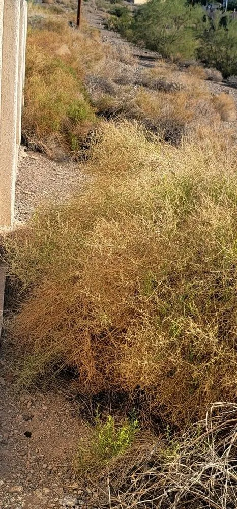 Local landscaping services experts serving Lake Havasu City, AZ - Clean N Clear Disposal