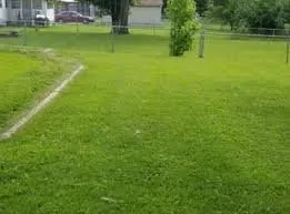 Local yard cleanup service in Charleston, SC - Clean N Shine