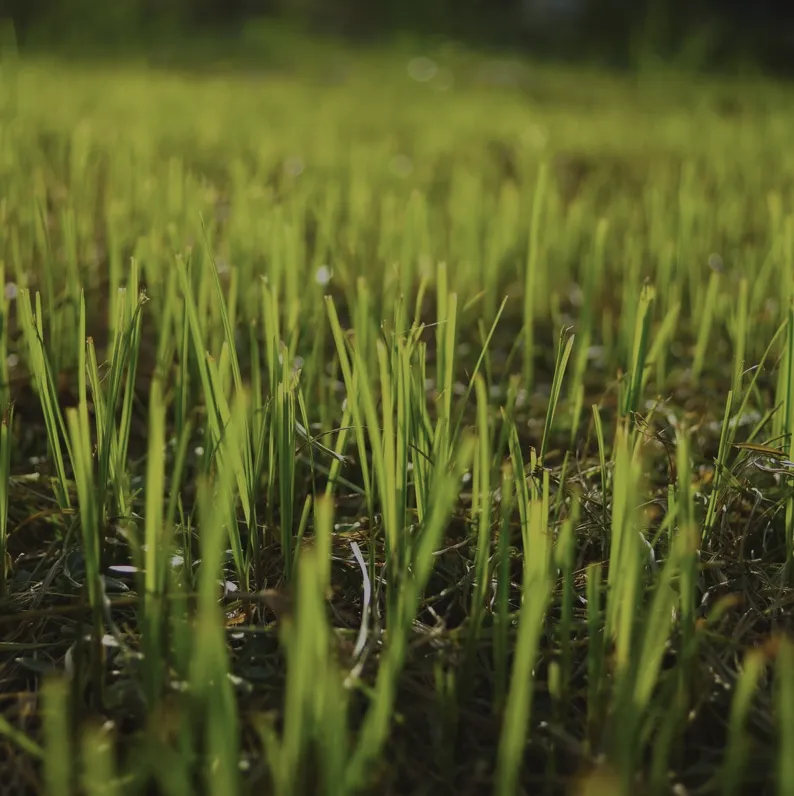 Reliable garden landscaping in North Bend, OR - Clean Rivers