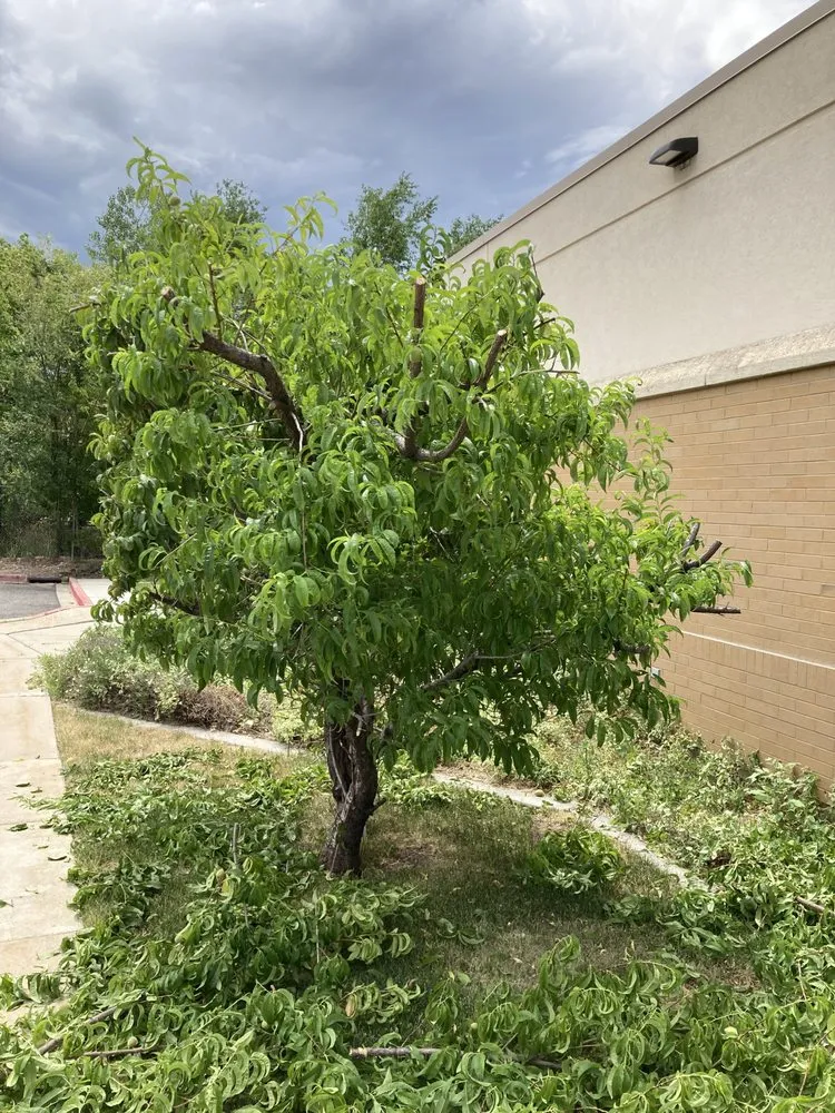 Reliable lawn mowing service for beautiful yards in Lehi, UT by Clean Scape Utah