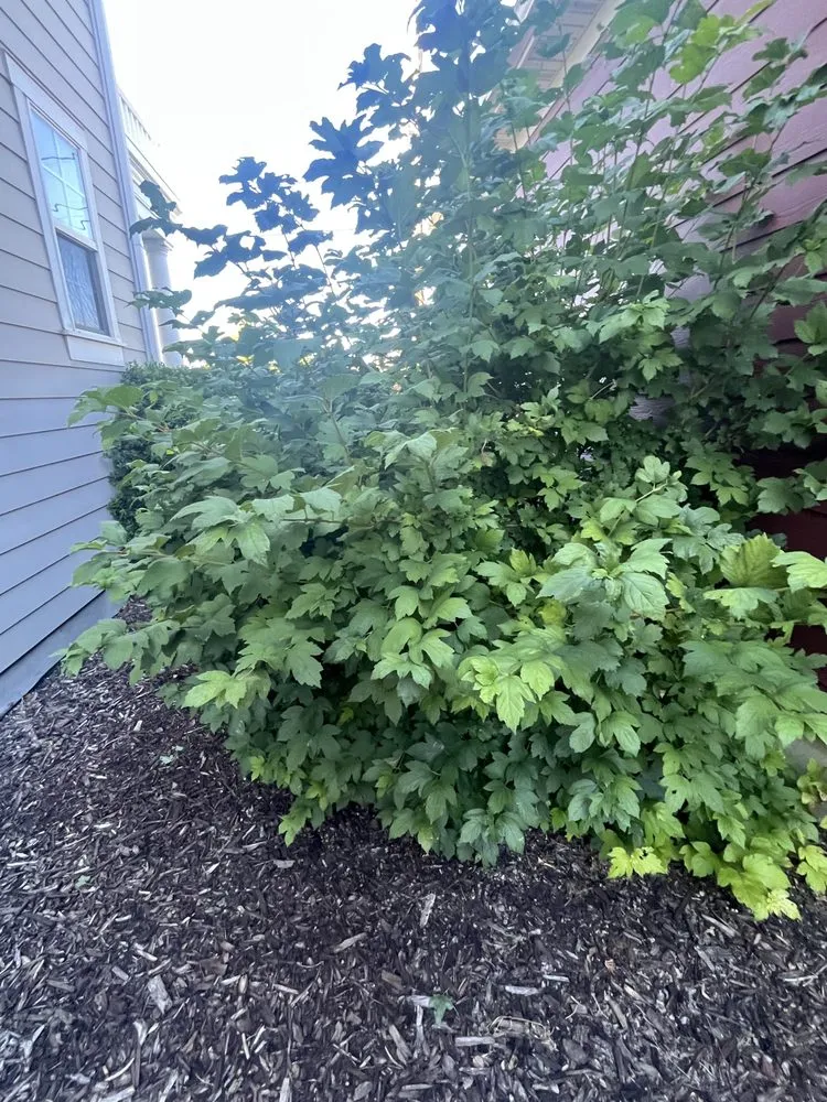 Professional lawn care service in Lehi, UT by Clean Scape Utah