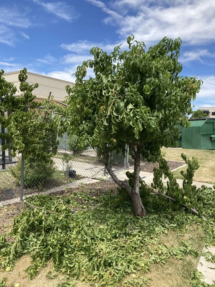 Reliable lawn mowing service in Lehi, UT by Clean Scape Utah