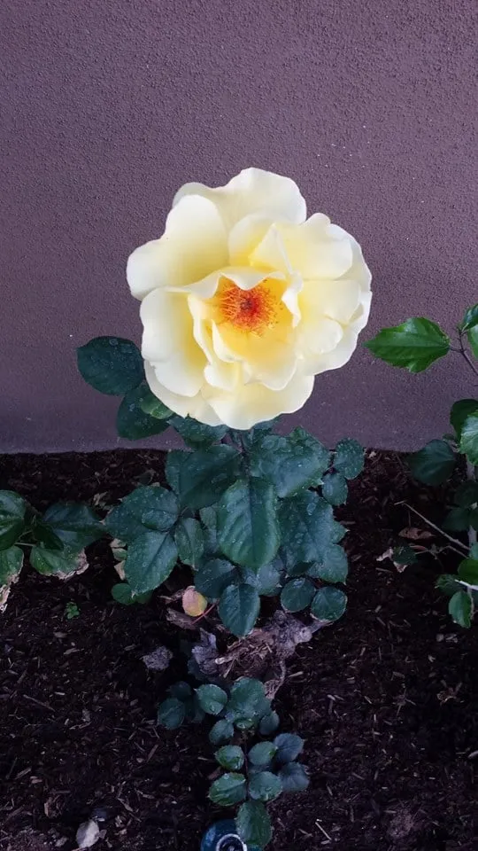 Reliable lawn care service in Laveen, AZ - Clean Service Pro