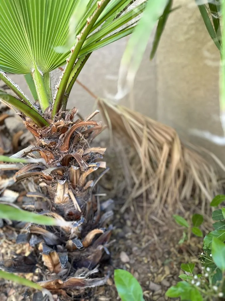 Custom lawn care service in Las Vegas, NV by Clean Sweep Landscape Design & Management