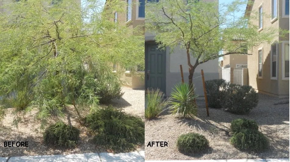 Trusted lawn care service in Las Vegas, NV by Clean Sweep Landscape Design & Management