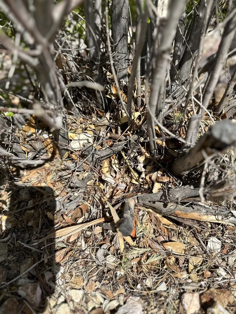 Affordable lawn care service for year-round maintenance across Las Vegas, NV - Clean Sweep Landscape Design & Management