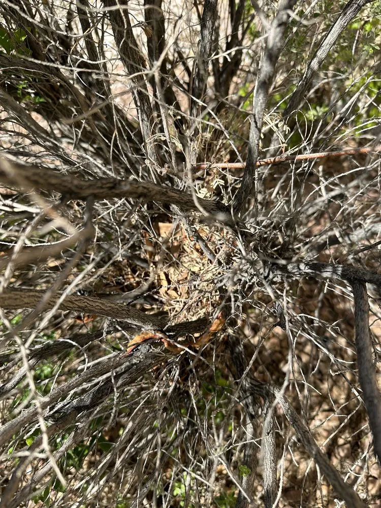 Expert landscape design in Las Vegas, NV by Clean Sweep Landscape Design & Management