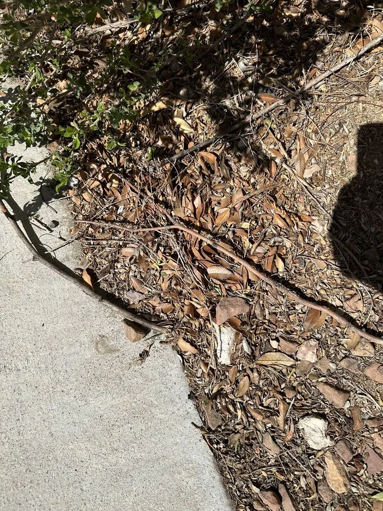 Custom yard cleanup service with custom design across Las Vegas, NV - Clean Sweep Landscape Design & Management