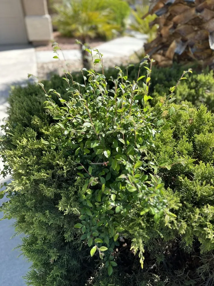 Custom landscape design experts serving Las Vegas, NV - Clean Sweep Landscape Design & Management