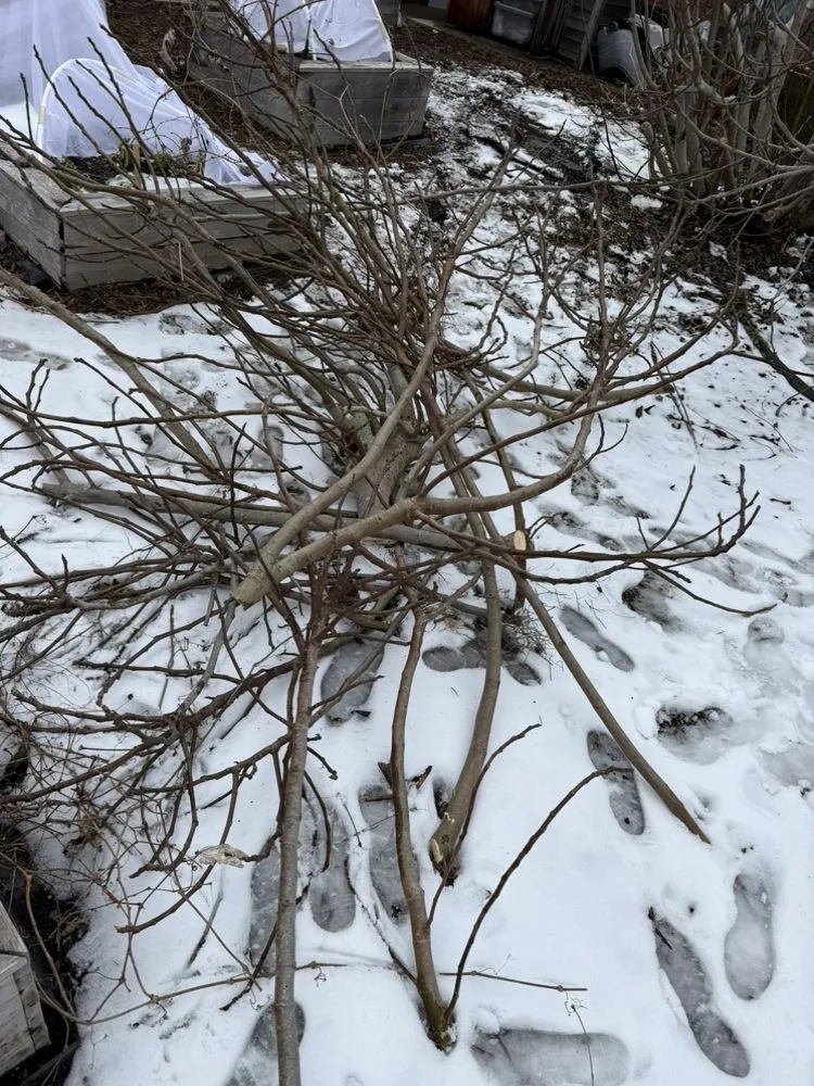 Affordable yard cleanup service in Charlotte, NC by Clean Sweep Property Services