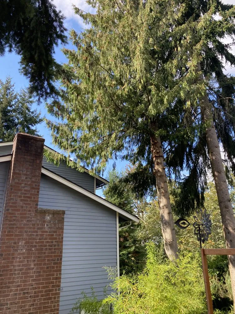 Affordable yard cleanup service for year-round maintenance across Port Orchard, WA - Clean Time Landscaping