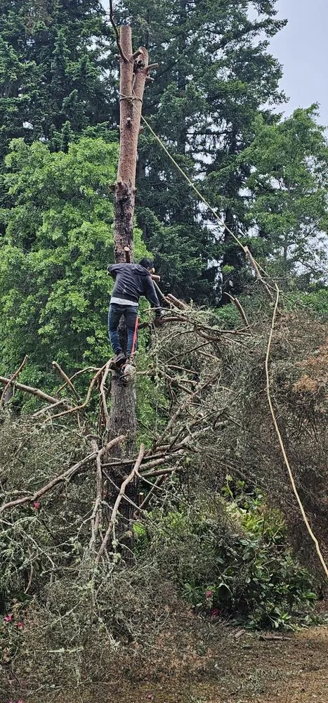 Professional landscaping services experts serving Port Orchard, WA - Clean Time Landscaping