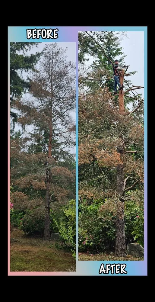 Custom lawn care service in Port Orchard, WA by Clean Time Landscaping