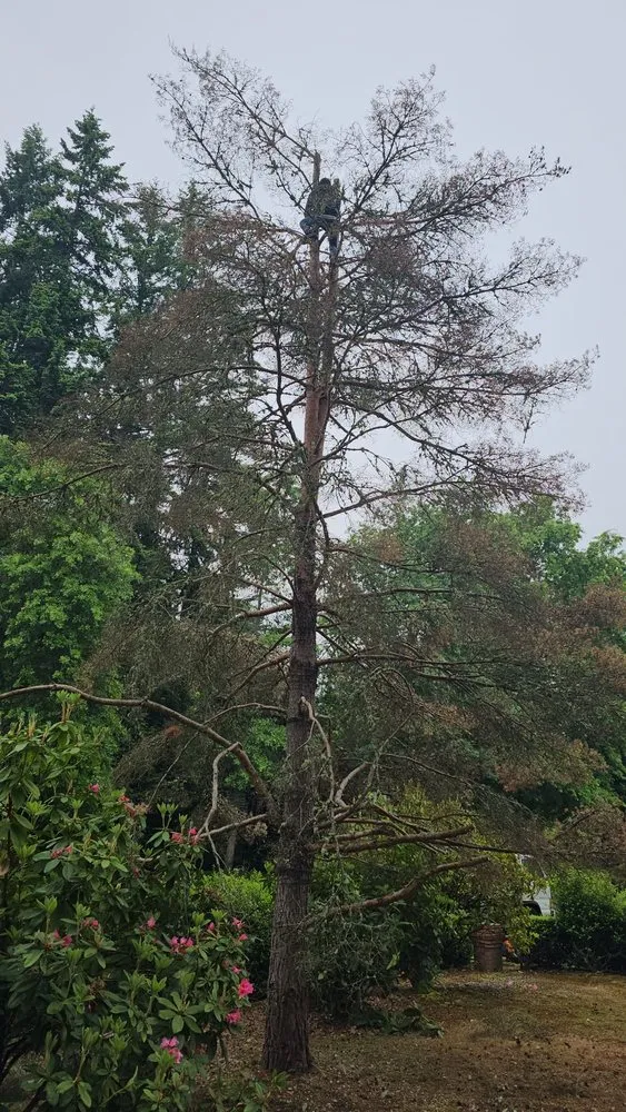 Top-rated residential landscaping in Port Orchard, WA by Clean Time Landscaping