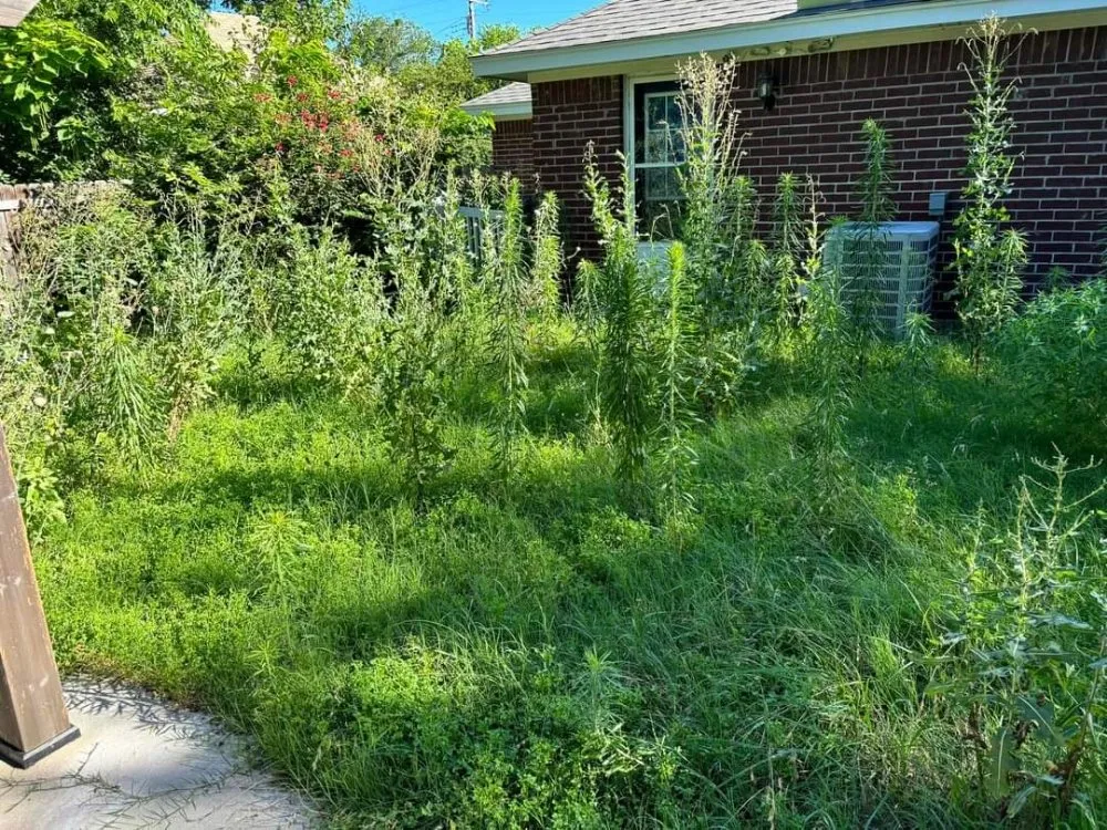 Local lawn mowing service experts serving Waco, TX - Clean-Up Crew