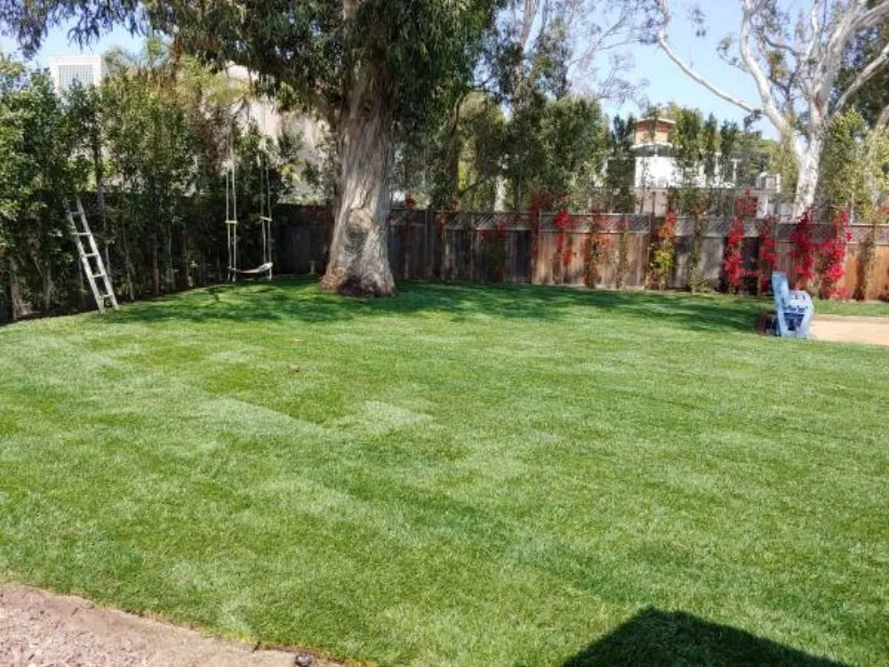 Custom lawn care service in San Jose, CA by Clean Up Maintenance and Landscape Service