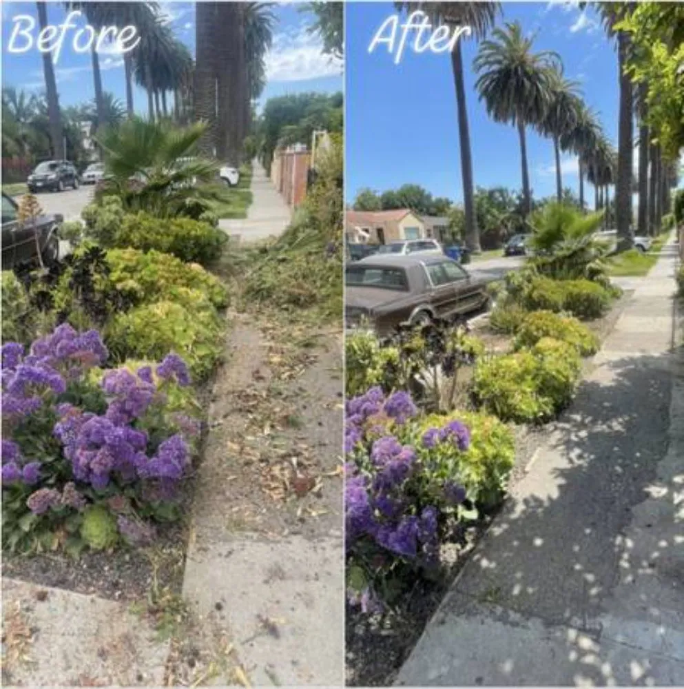 Local residential landscaping in San Jose, CA by Clean Up Maintenance and Landscape Service
